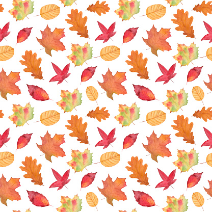 Watercolor hand painted seamless pattern with autumn leaves on white background. Perfect for fall or thanksgiving design. Digital Paper for wrapping, textile, scrapbook or background.
