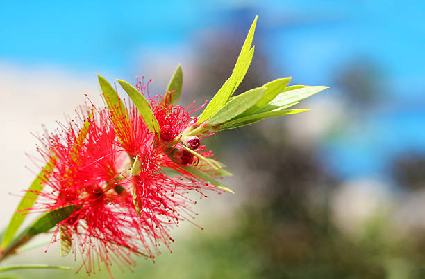 bright red bottle brush(Callistemon) flower with sky in backgrou stock photo