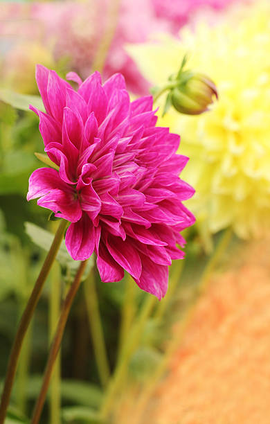 beautiful pink dahlia flower on a summer day floral background stock photo