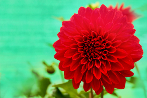 dazzling red dahlia daisy flower with beautiful petals. This brilliant, pretty flower has a stunning pattern of petal arrangement in spiral or circular fashion & belongs to daisy family