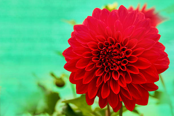 dazzling red dahlia daisy flower with beautiful petals stock photo