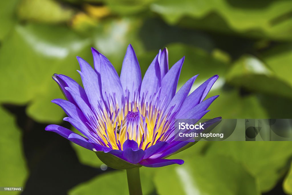 Fiore di loto viola - Foto stock royalty-free di Aiuola