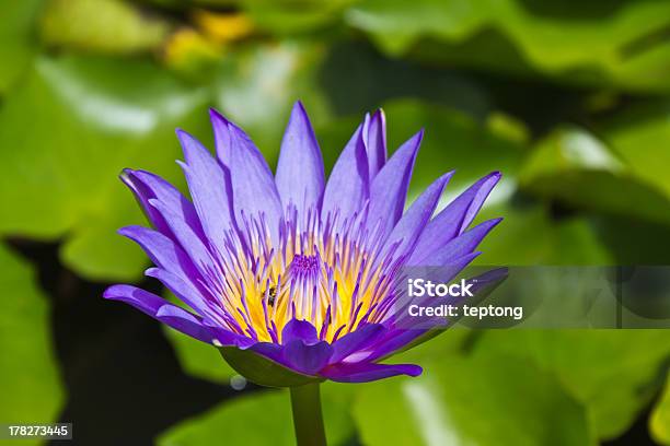 Roxo Flor De Lótus - Fotografias de stock e mais imagens de Amarelo - Amarelo, Ao Ar Livre, Beleza natural