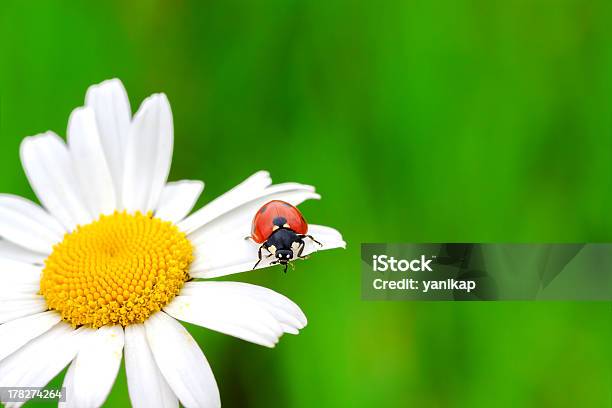 Foto de Joaninha e mais fotos de stock de Amarelo - Amarelo, Beleza natural - Natureza, Besouro