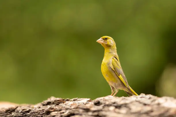 Bird - European Greenfinch (Chloris chloris) is a small songbird of the family Fringillidae and order of the Passeriformes.