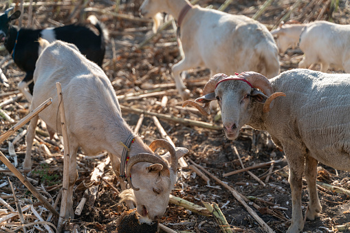 Inquisitive goats stick their head between the fence of agriculture farm to get some food