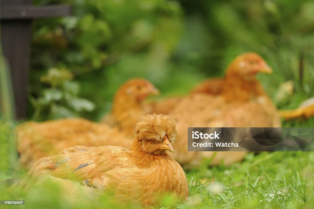 Red Chickens Resting on Green Grass Three red chickens resting on green grass, a crested chicken in the foreground Animal Stock Photo