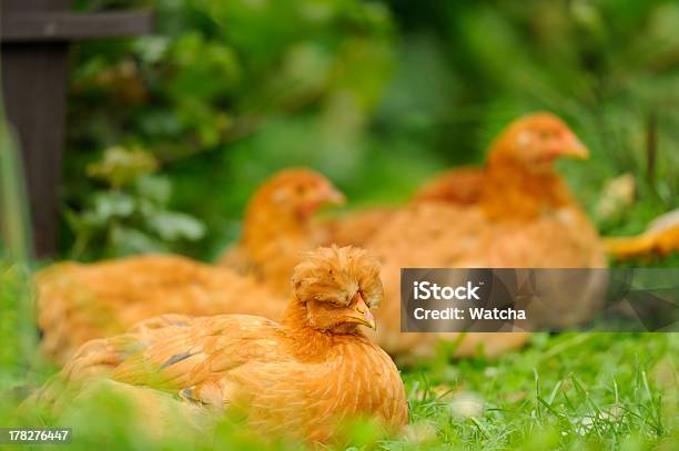 Red Chickens Resting On Green Grass Stock Photo - Download Image Now - Animal, Chicken - Bird, Domestic Animals