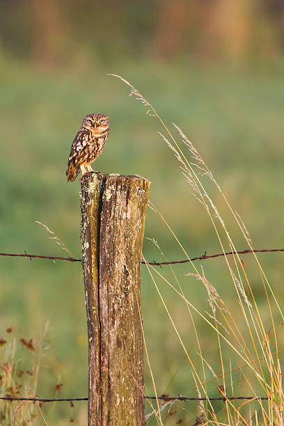istock Little owl in morning light, remote area ambiance 178276527