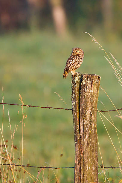 Little owl in morning light, remote area ambiance
