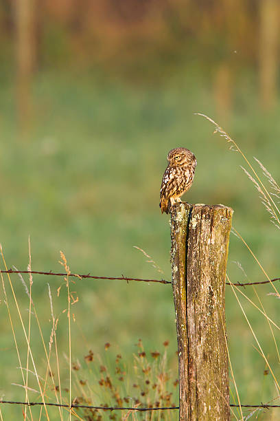 istock Little owl in morning light, remote area ambiance 178276534