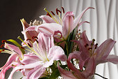 Pink lily flowers on a white background close-up.