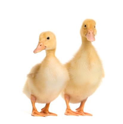 Cute ducklings on a white background. Two little ducklings in funny poses on white isolated.