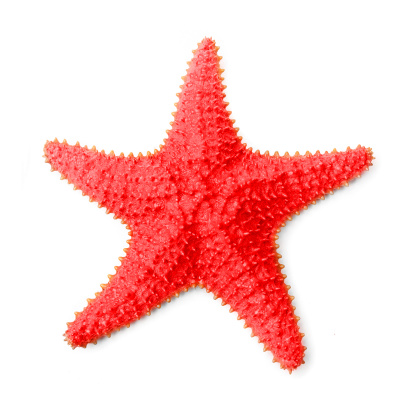 The Common Caribbean Starfish Oreaster reticulatus on a white background.