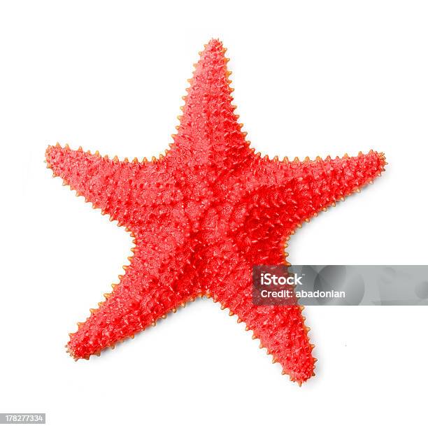 The Common Caribbean Starfish Stock Photo - Download Image Now - Starfish, White Background, Cut Out