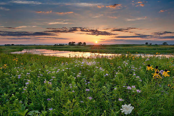 Sunset over Illinois "This photo is taken at Naperville, Illinois." illinois nature stock pictures, royalty-free photos & images