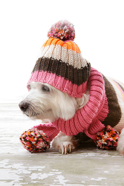 istock Dog wearing winter woollen clothing 178277449
