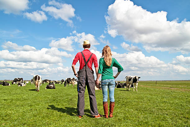 Farming couple holding hands while watching cattle stock photo