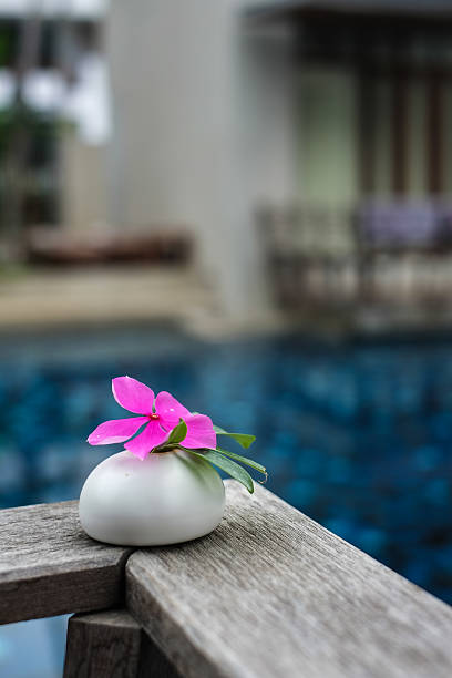 Beautiful pink flower on stone spa concept stock photo