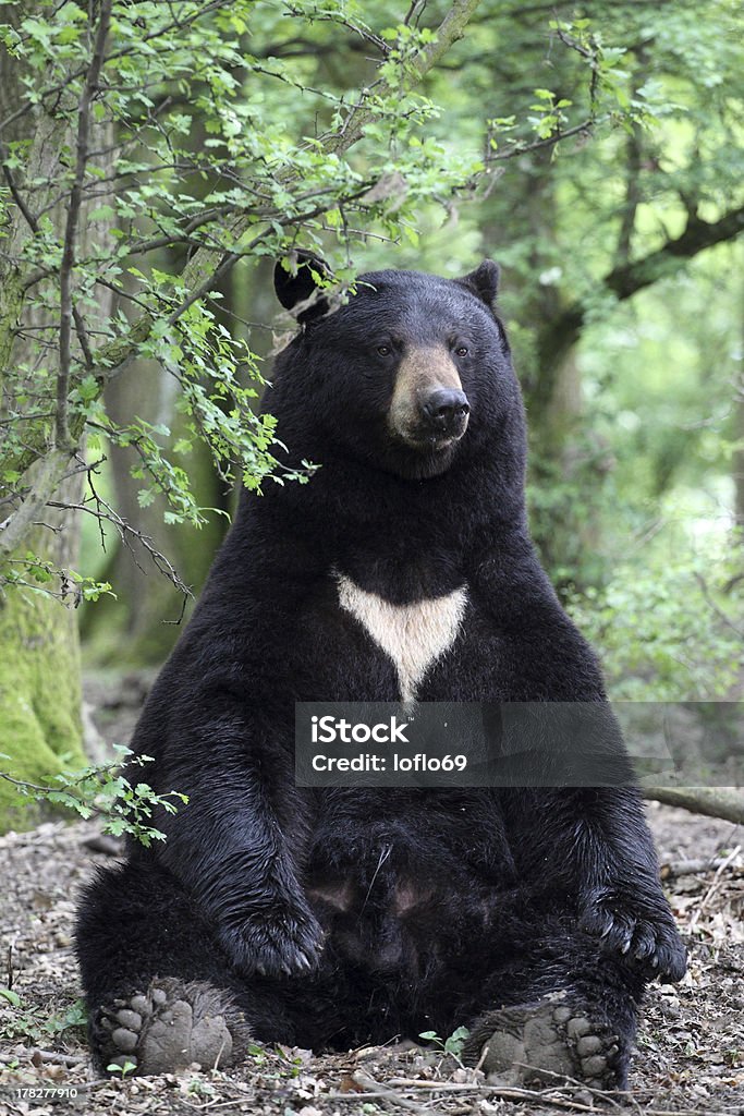 American black bear details of a american black bear sitting in forest Sitting Stock Photo