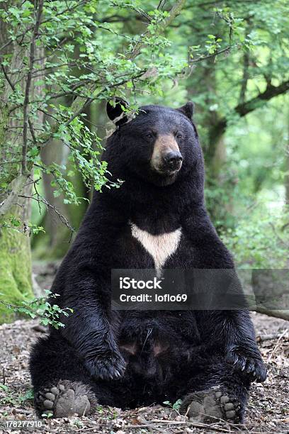 American Black Bear Stock Photo - Download Image Now - Sitting, American Black Bear, Animal