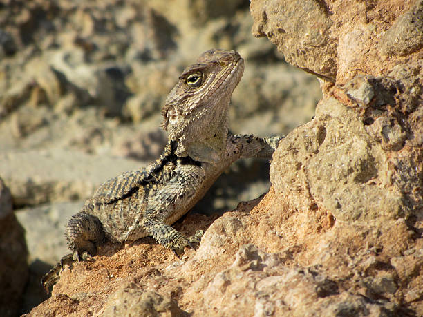 istock Cyprus lizard reptile sitting on brown rock 178277965