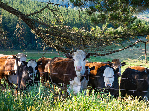 Curious cows standing in the shade of a tree