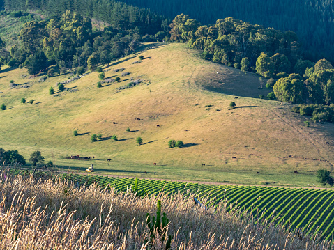 Grape vines and pine plantations in the Buckland Valley Victoria