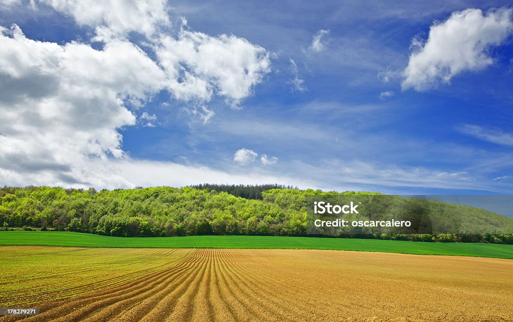 Bosque, praderas y los campos - Foto de stock de Agricultura libre de derechos