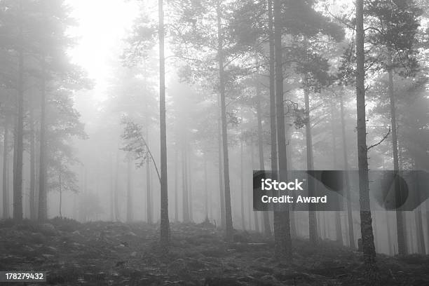 Photo libre de droit de Misty Woodland banque d'images et plus d'images libres de droit de Bois - Bois, Écosse, Brouillard