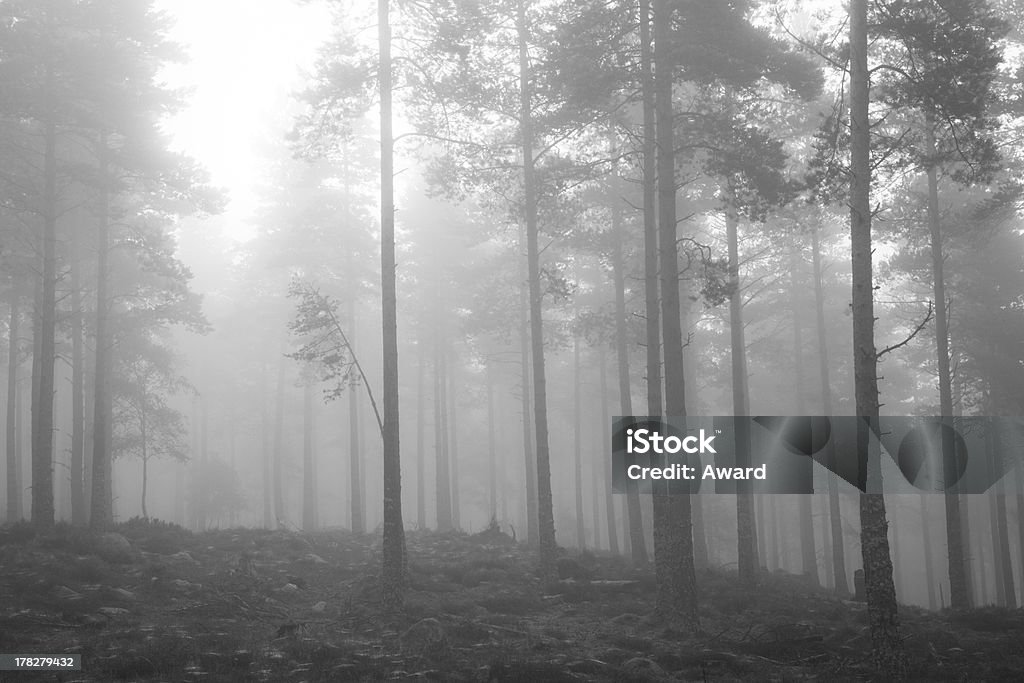 Mglisty woodland - Zbiór zdjęć royalty-free (Lasek)