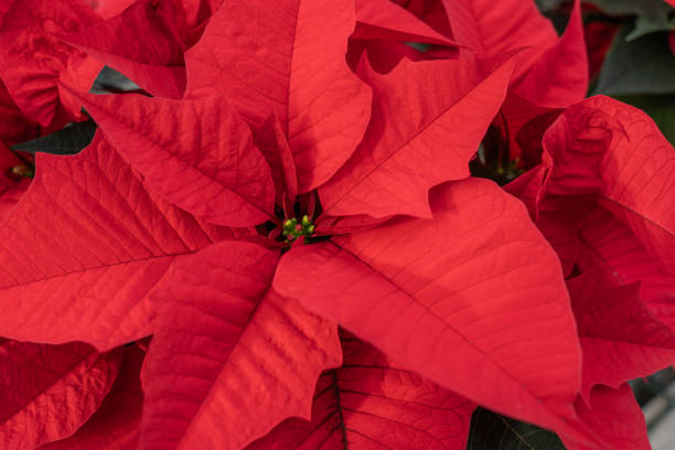 istock Bright Red Poinsettia 1782794681