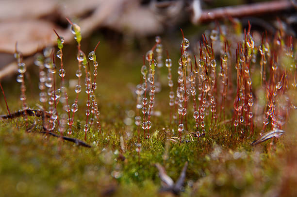 Morning moss. stock photo