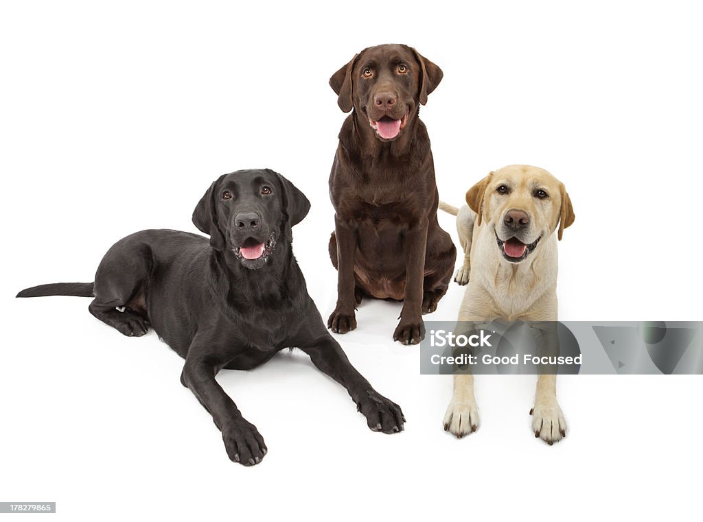 Cor diferente Labrador Retriever cães - Foto de stock de Amarelo royalty-free