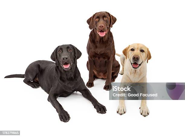 Foto de Cor Diferente Labrador Retriever Cães e mais fotos de stock de Amarelo - Amarelo, Animal, Animal de estimação