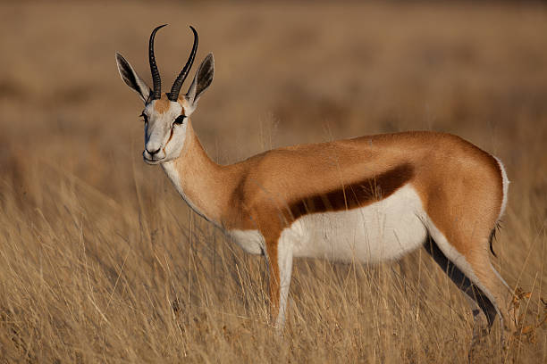 Springbuck a savannah di grasslands - foto stock