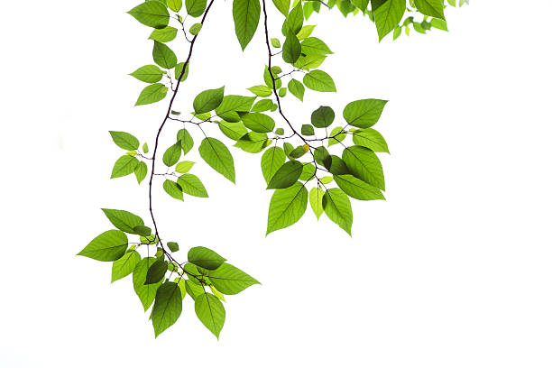 foglie di primavera - beech leaf foto e immagini stock