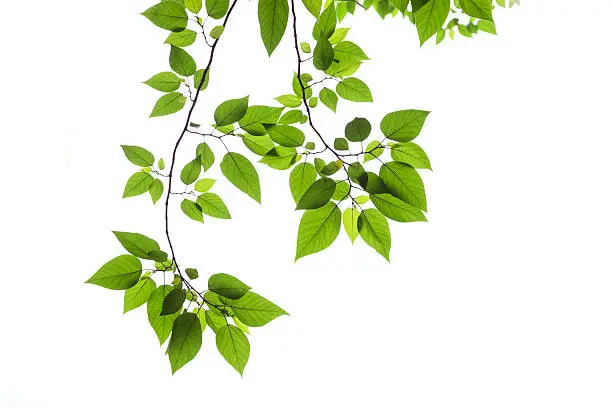 Photo of Bright green Spring leaves on a white background