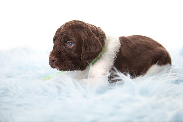 pequeno munsterlander cachorrinho - small munsterlander - fotografias e filmes do acervo