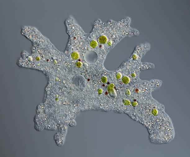 ameba proteus-chaos diffluens z żywnością vacuoles - ciliata zdjęcia i obrazy z banku zdjęć