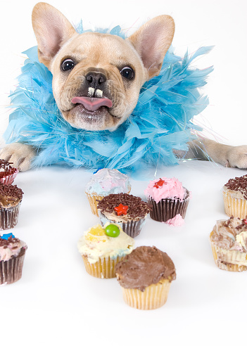 Vertical Color Photograph of a French Bulldog Puppy Dog getting into some Frosted Cupcake Treats left out on a White Table