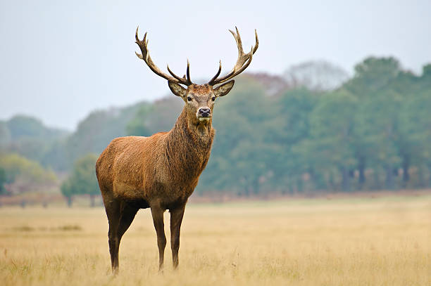 istock Portrait of majestic red deer stag 178280357