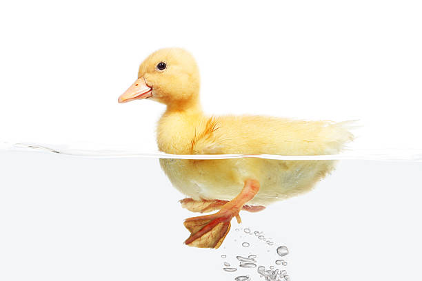 istock Small duck floating on water isolated over white background 178280463