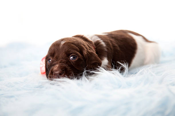 pequeno munsterlander cachorrinho - small munsterlander - fotografias e filmes do acervo