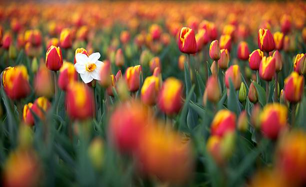 White Narcissus in a field of tulips stock photo