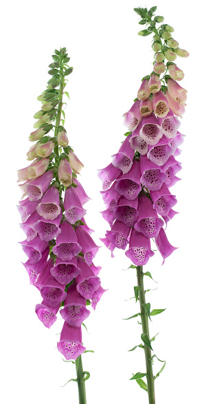 Studio Shot of Purple Colored Foxglove Flowers Isolated on White Background. Large Depth of Field (DOF). Macro.