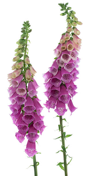 Beautiful cascading colors of the foxglove flower Studio Shot of Purple Colored Foxglove Flowers Isolated on White Background. Large Depth of Field (DOF). Macro. foxglove photos stock pictures, royalty-free photos & images
