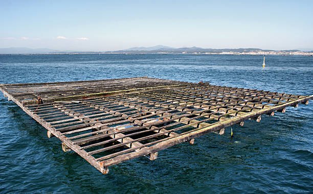 istock Raft culture of mussels 178281018