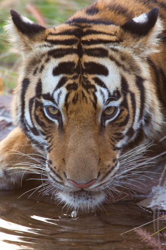 A high resolution image of a real wild Bengal Tiger drinking from a water hole and looking up