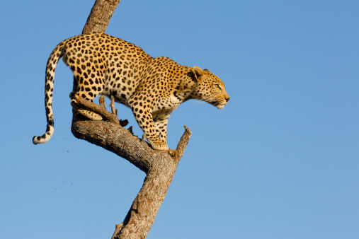 African Leopard (Panthera pardus) high in a tree in South Africa